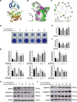 Selumetinib - a potential small molecule inhibitor for osteoarthritis treatment